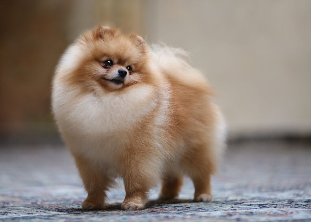 #7. Pomeranians